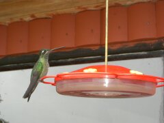 Futterstelle für Kolibris