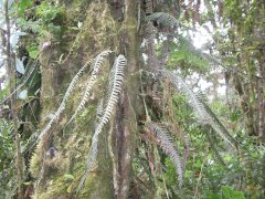 Epiphyten im Bergregenwald