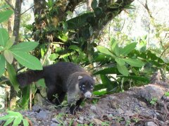 Nasenbär im Unterholz an der Straße