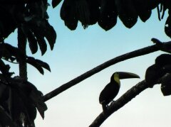 Tukan im Regenwald an der Laguna de Arenal