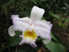 Orchidee in der Lava des Vulkans Arenal