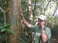 Nackter-Indianer-Baum im Parque National Rincon de la Vieja