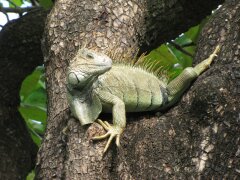 Leguan mitten in Nikoya