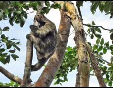 Faultier im Nationalpark Cahuita