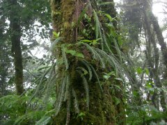 Epiphyten in der Reserva Bosque Nuboso Saint Helena