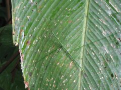 Wandelnder Ast auf einem Blatt im Nationalpark Manuel Antonio