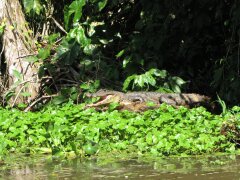 Kaiman im Tortuguero Nationalpark