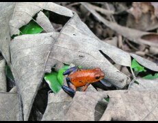 Blue-Jeans-Frosch im Tortuguero Nationalpark