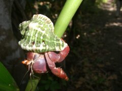 Einsiedlerkrebs im Nationalpark Cahuita