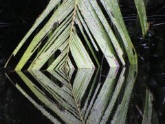 Spiegelung eines Blattes in Tortuguero Nationalpark