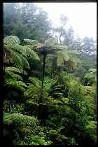 Typische Farnvegetation