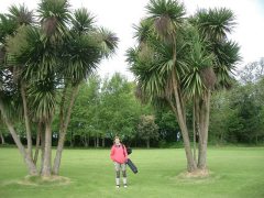 Golfen unter Palmen