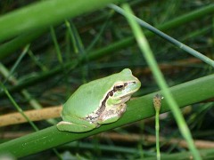 Endemischer Frosch