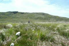 Wollgras im Bodmin Moor