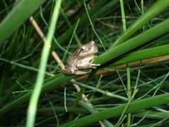 Endemischer Laubfrosch