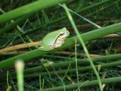 Endemischer Laubfrosch in der Masca-Schlucht