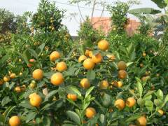 Mandarinenbäumchen sind Glücksbringer beim Tetfest