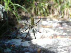 Tropische Spinne