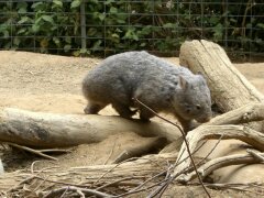 Wombat