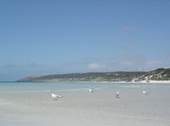 Emu-Strand