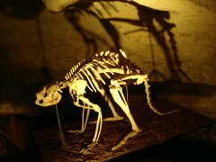 Skelett eines ausgestorbenen Kängurus