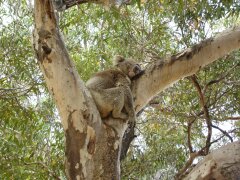 Koala-Bär