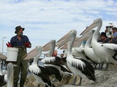 John der Pelikanmann fttert Pelikane in Kingscote auf Kangaroo Island