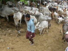 Viehmarkt in den Wester Ghats