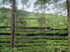 Teeernte in den Western Ghats
