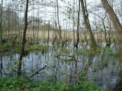 Moor in der Nähe von Federow