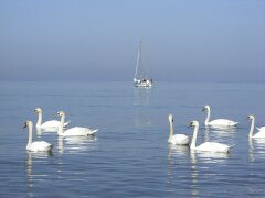 Schwäne in der Ostsee bei Kühlungsborn