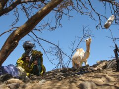 Tuareg, Kamel und Wasserflasche