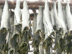 Stockfischproduktion auf den Lofoten