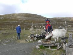 Same mit Rentier am Nordkap