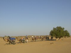 Wer schwitzt mehr: Die Kamele oder die Touristen?