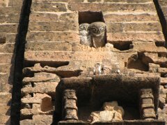 Eulen haben es sich im Tempel gemütlich gemacht