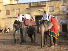 Reitelefanten in der Palastfestung Amber