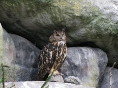 Eule im Zoo von Skansen