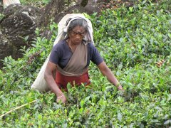 Teepflückerin im Hochland von Sri Lanka
